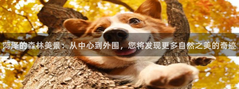 广丰卧龙城娱乐：菏泽的森林美景：从中心到外围，您将发现更多自然之美的奇迹