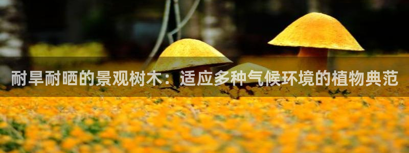 卧龙娱乐平台登录：耐旱耐晒的景观树木：适应多种气候环境的植物典范