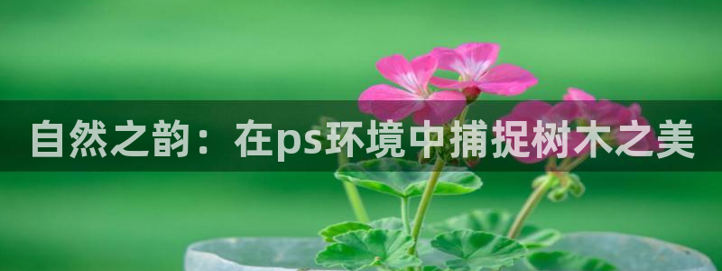 卧龙娱乐app彩票：自然之韵：在ps环境中捕捉树木之美